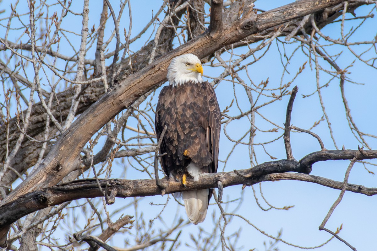 Bald Eagle - ML647268199