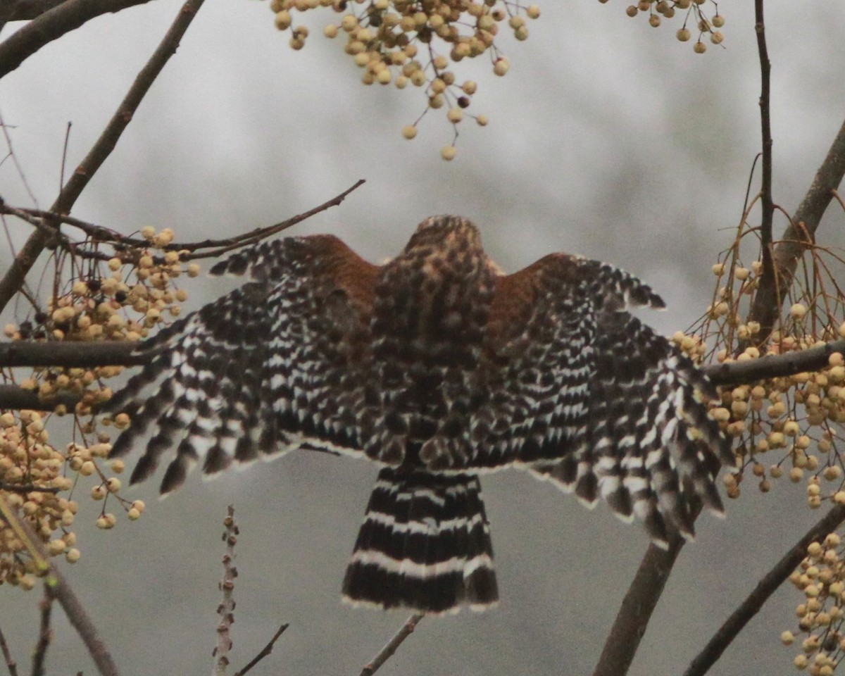 Red-shouldered Hawk - ML647268201