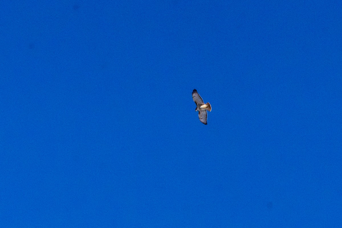 Red-tailed Hawk - ML647268203