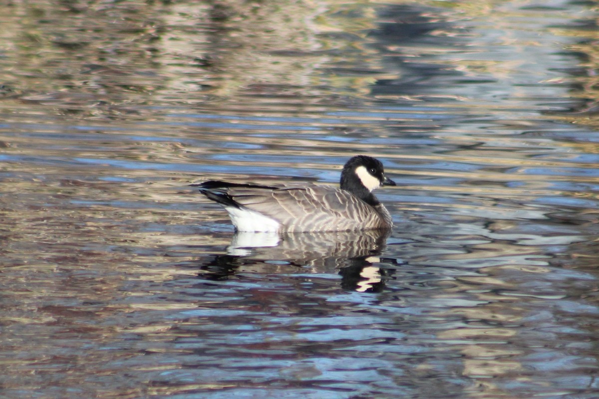 polargås - ML647268214