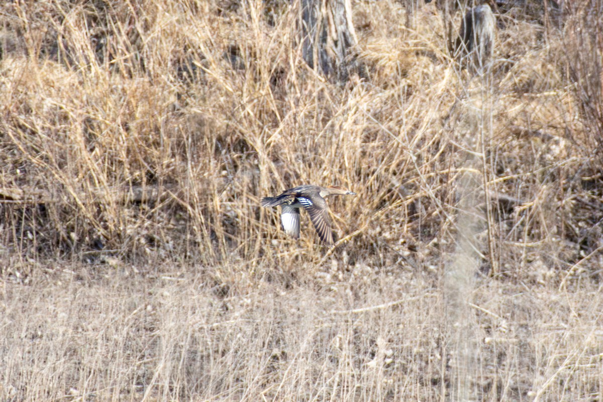 Hooded Merganser - ML647268216
