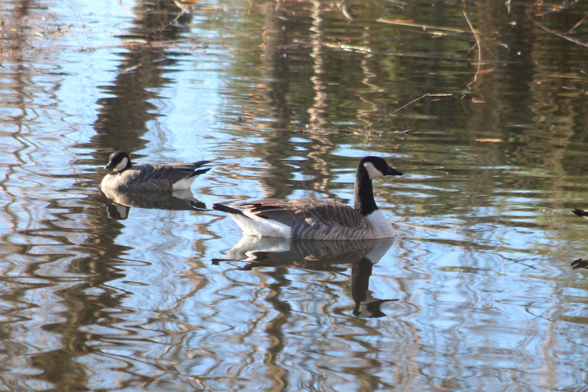 Canada Goose - ML647268217
