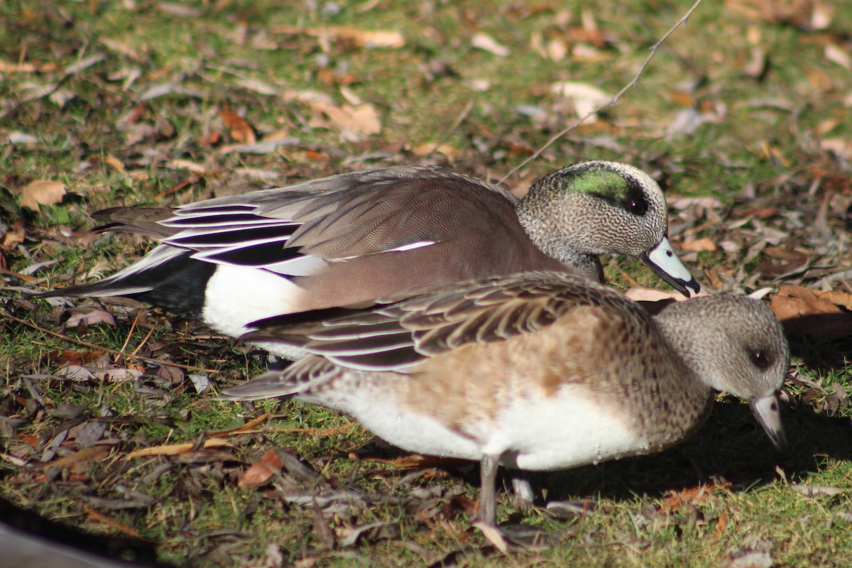 hvízdák americký - ML647268221