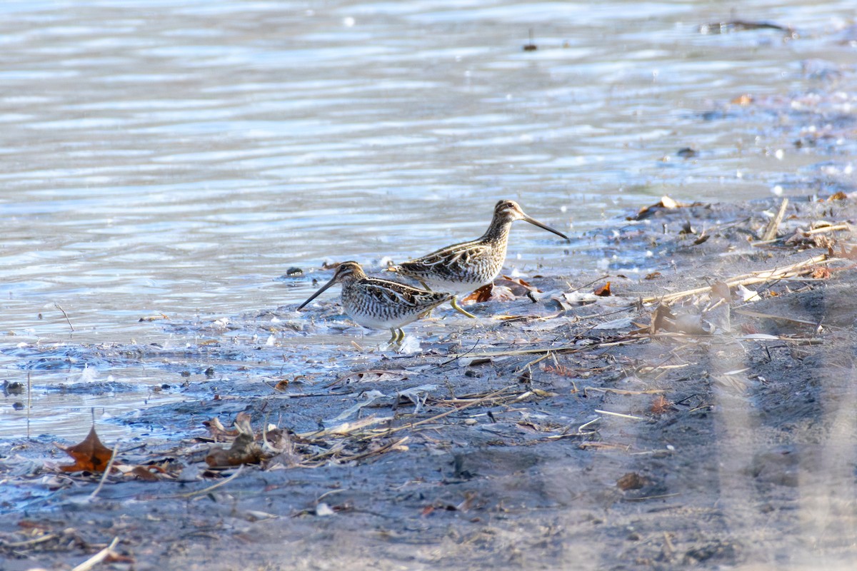 Wilson's Snipe - ML647268224