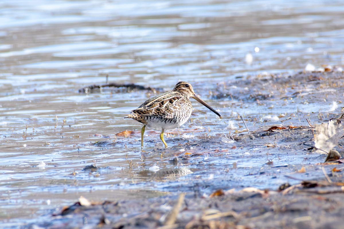 Wilson's Snipe - ML647268225