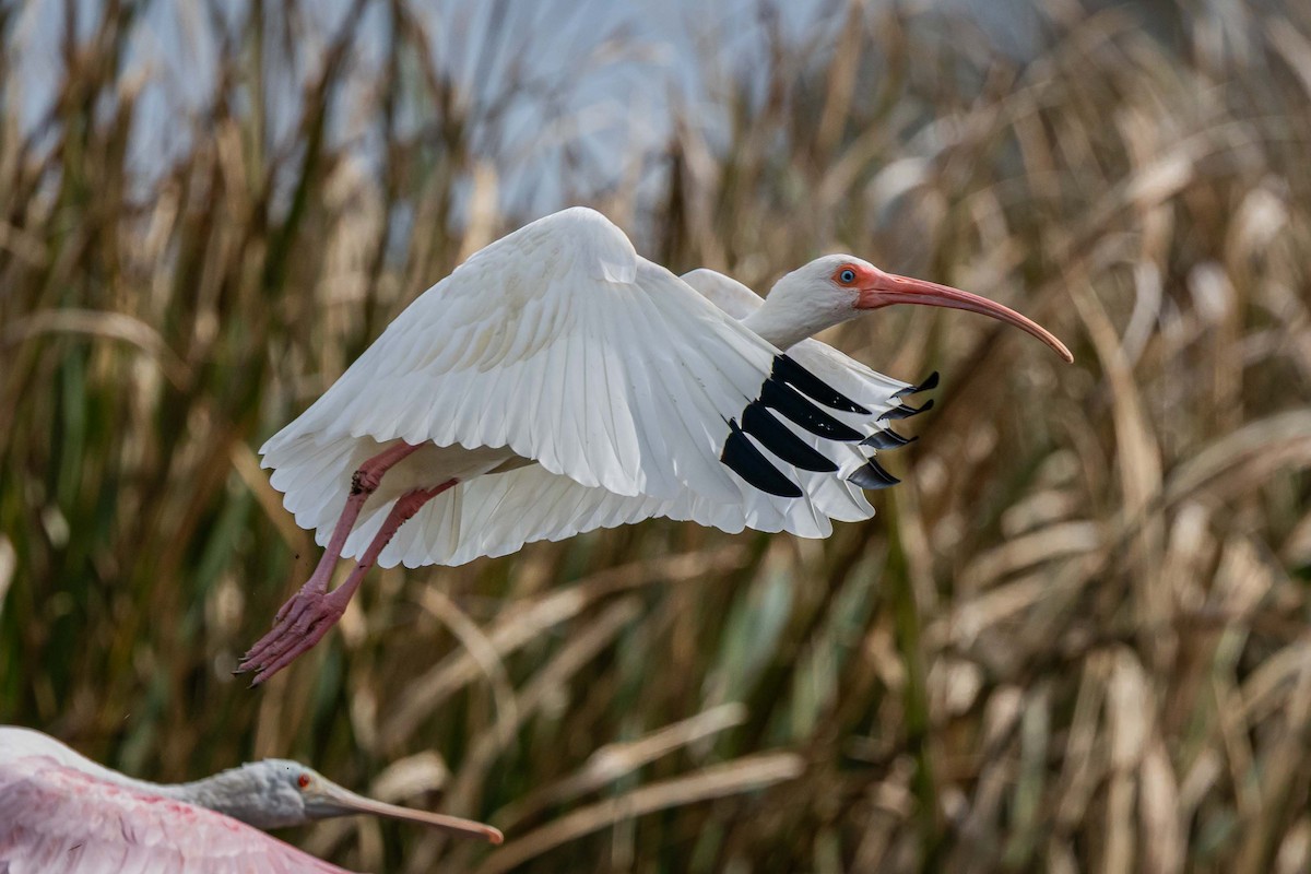 White Ibis - ML647268226