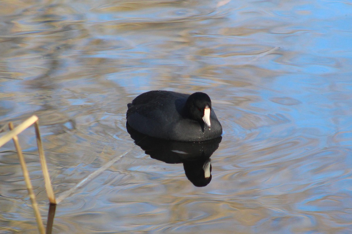 Focha Americana (Frentirroja) - ML647268227