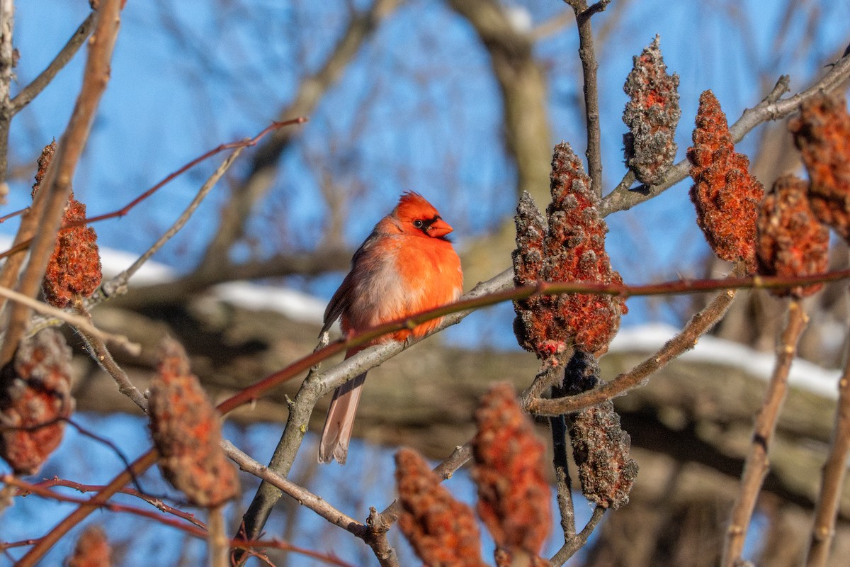Cardinal rouge - ML647268228