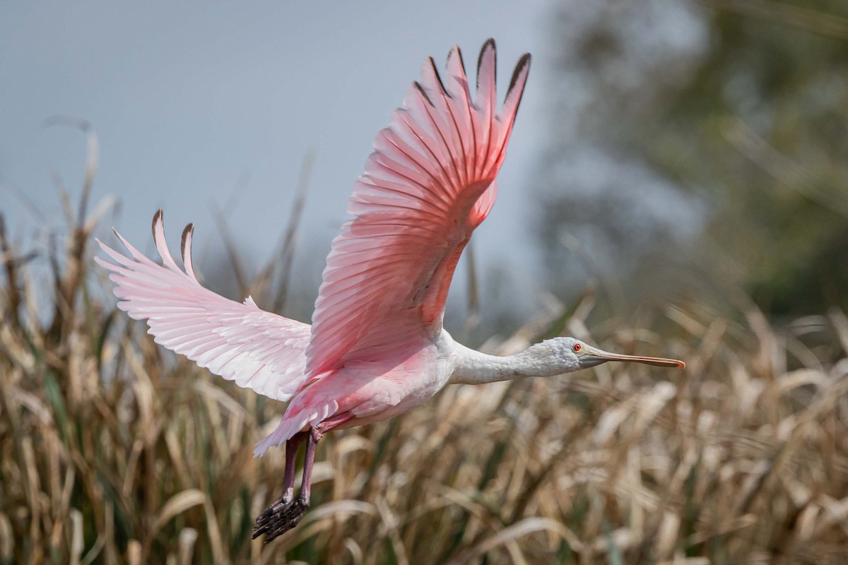 Roseate Spoonbill - ML647268232