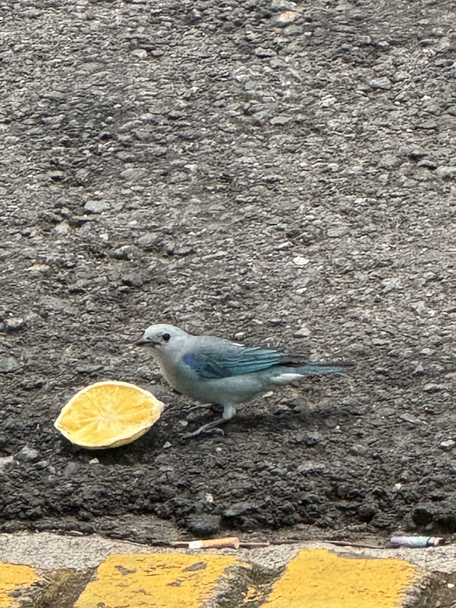 Blue-gray Tanager - ML647268240