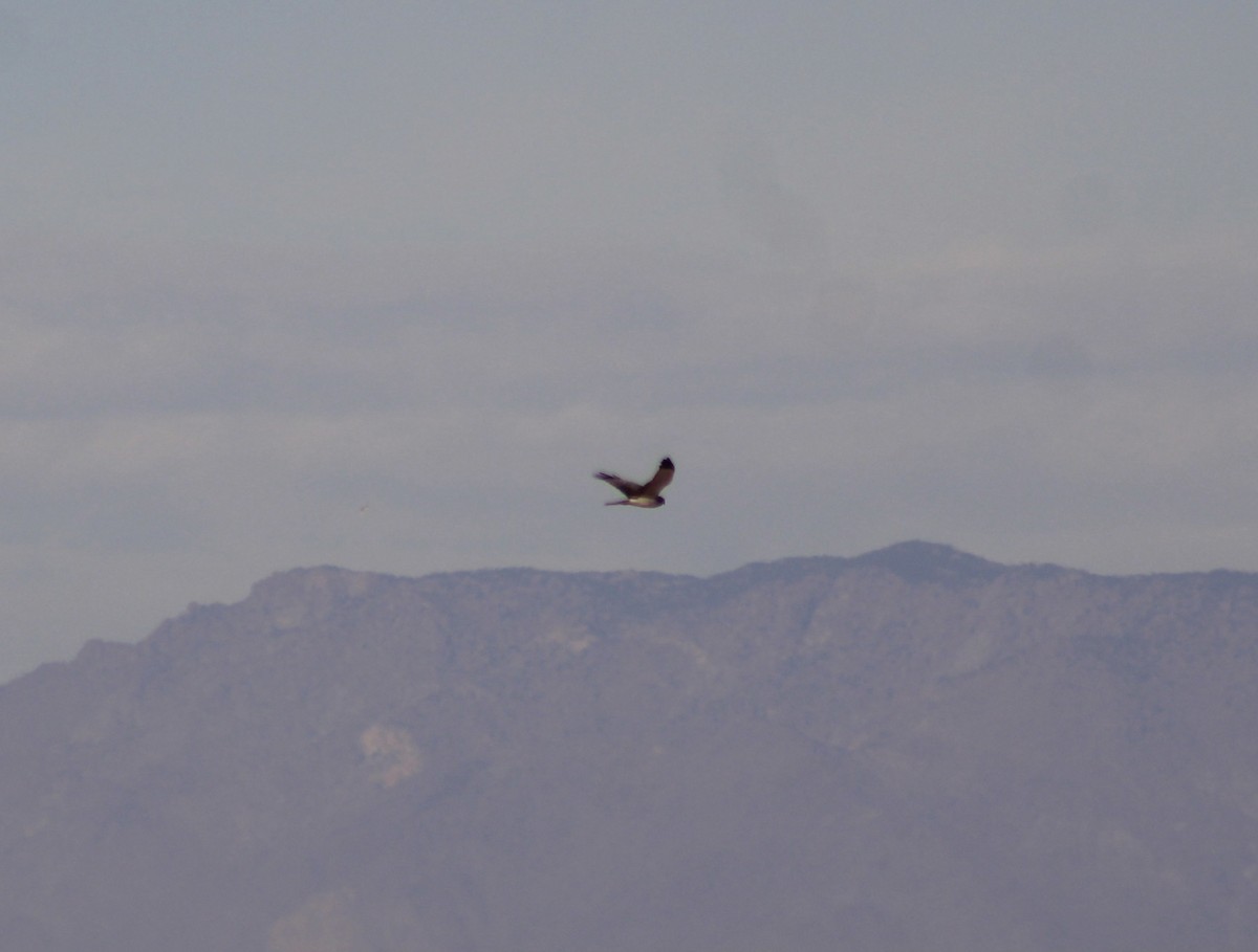 Northern Harrier - ML647268241