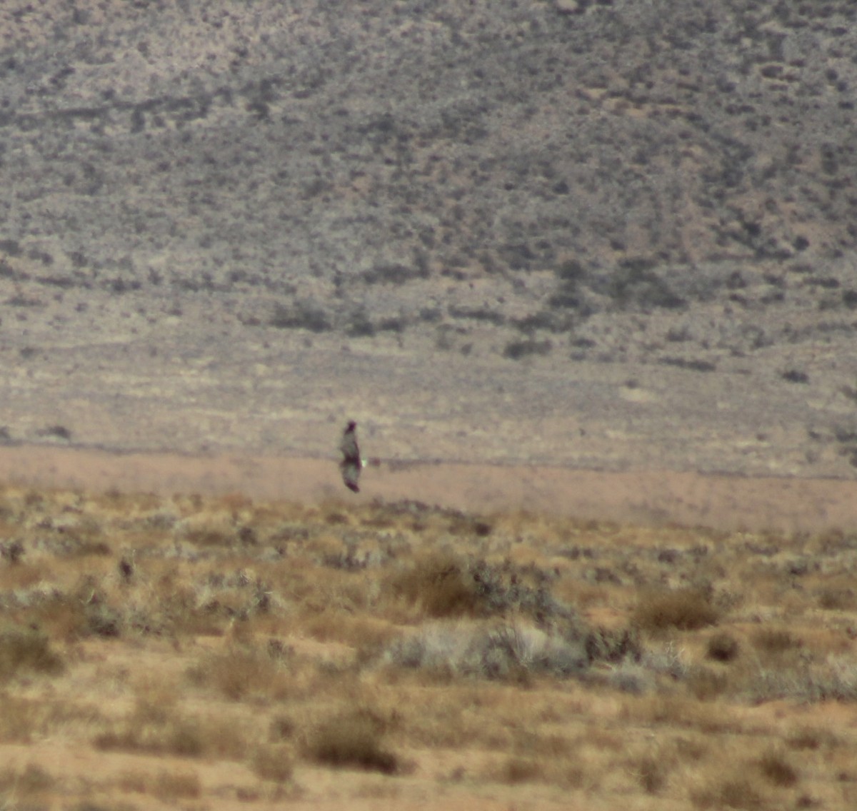 Northern Harrier - ML647268242