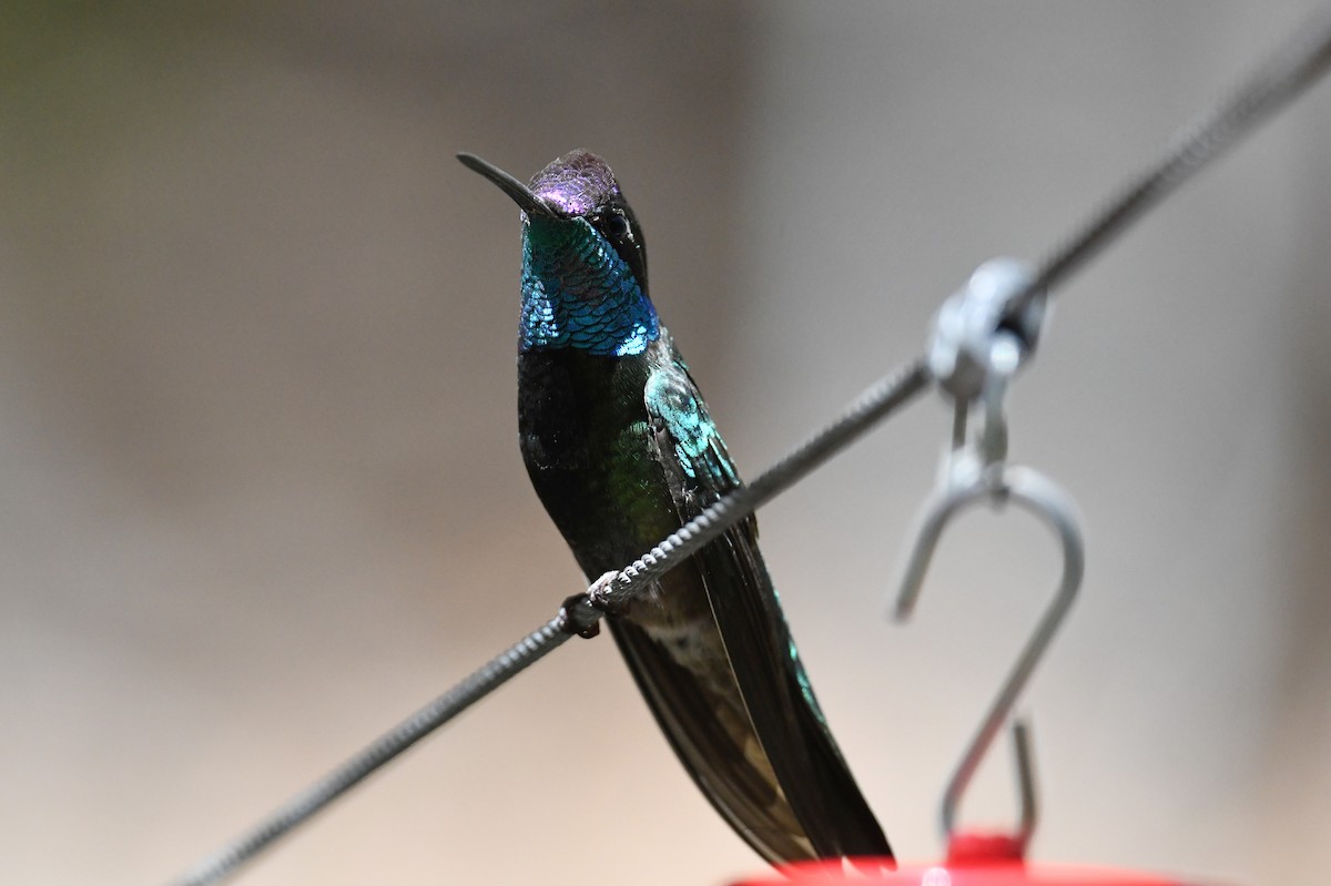 Rivoli's Hummingbird - ML647268243