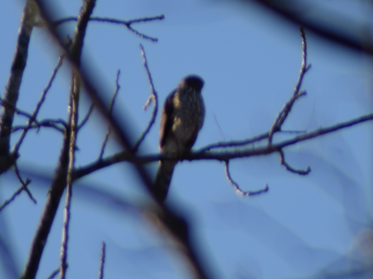 Яструб чорноголовий - ML647268246