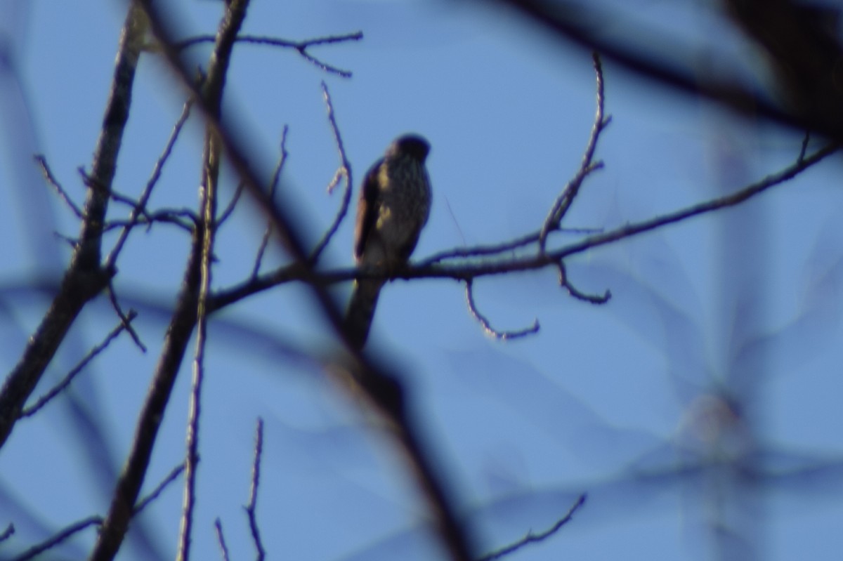 Яструб чорноголовий - ML647268247