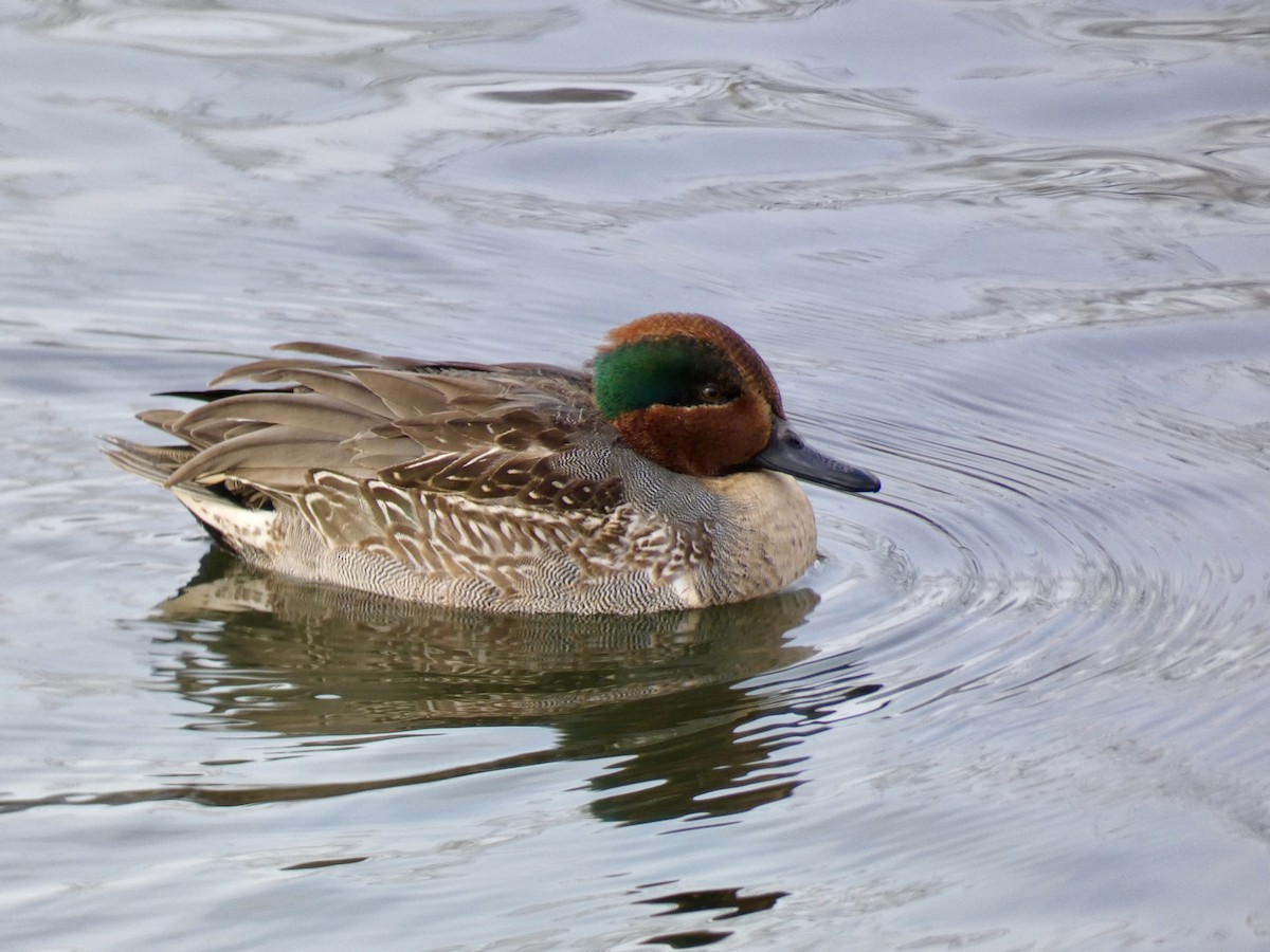 Green-winged Teal - ML647268248