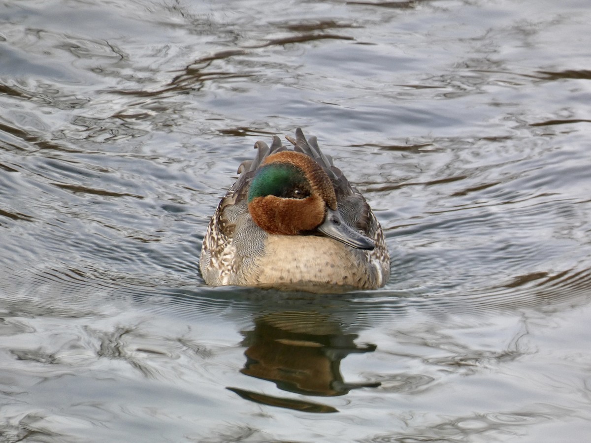 Green-winged Teal - ML647268250