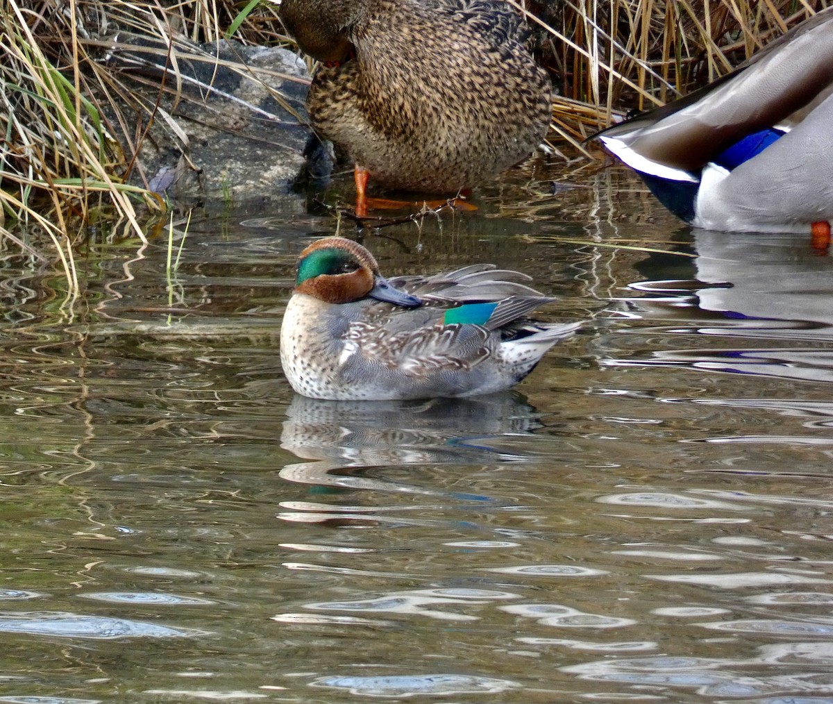 Green-winged Teal - ML647268251