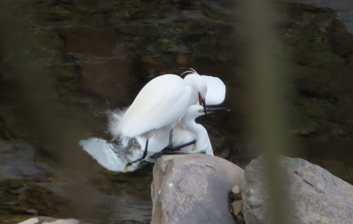 Little Egret - ML647268253