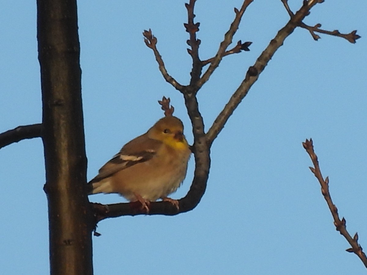 Chardonneret jaune - ML647268266