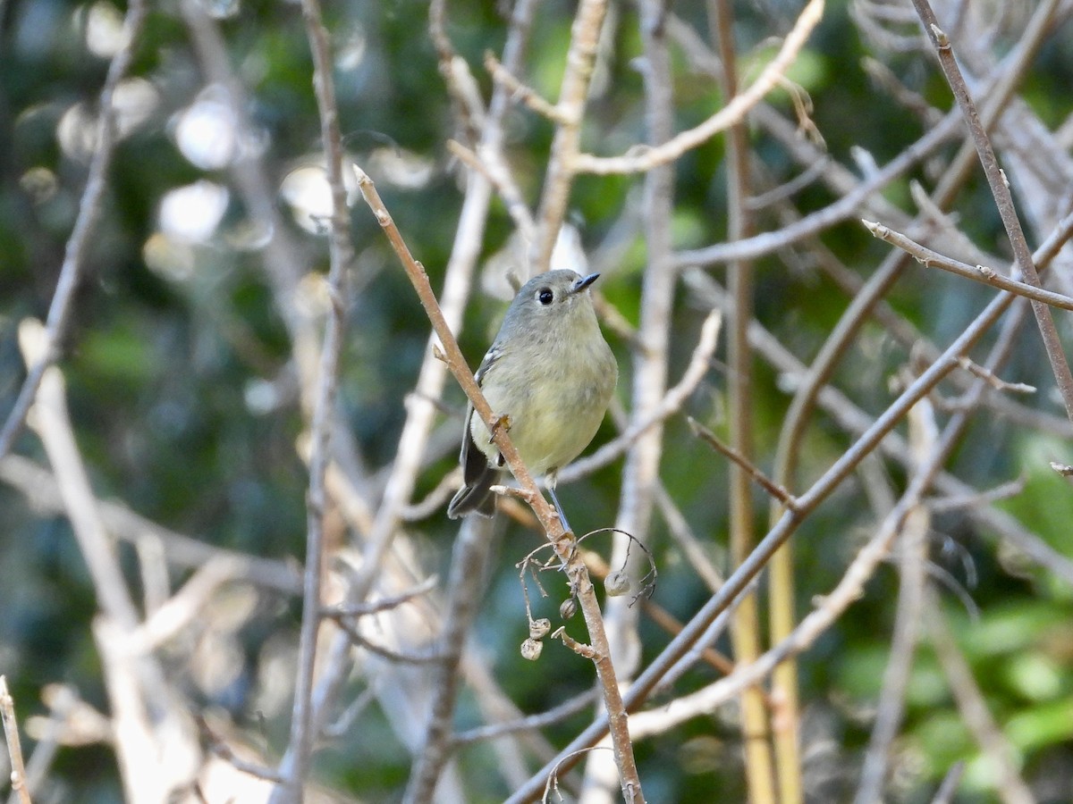 Ruby-crowned Kinglet - ML647268270