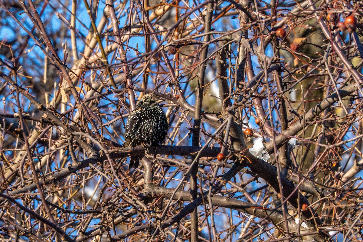 European Starling - ML647268271