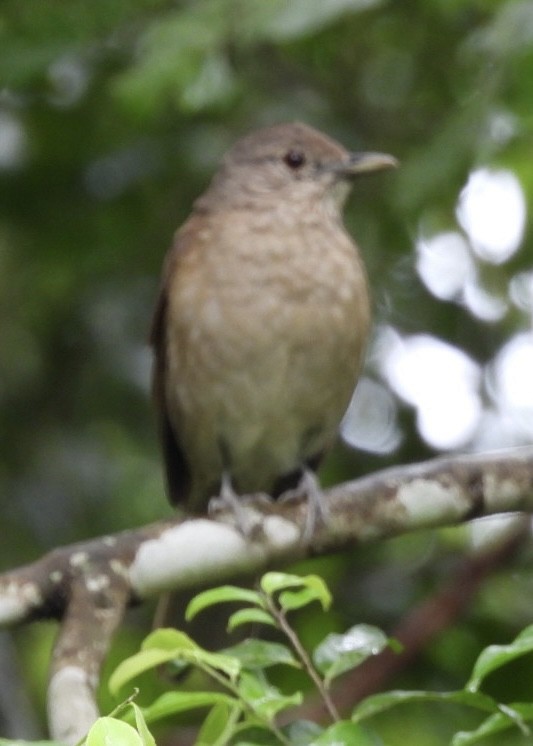 blekbrysttrost - ML647268276