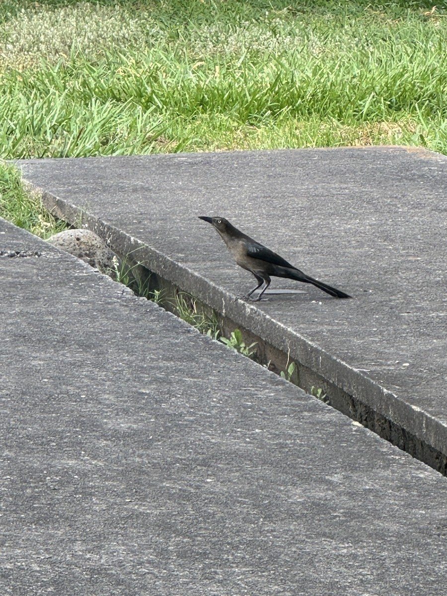 storstjerttrupial - ML647268277