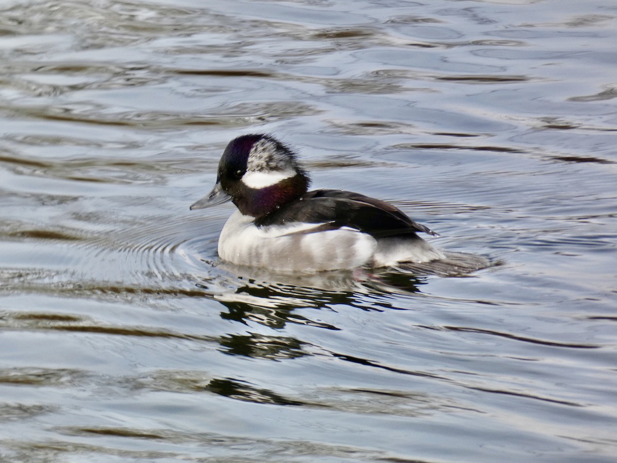 bøffeland - ML647268278