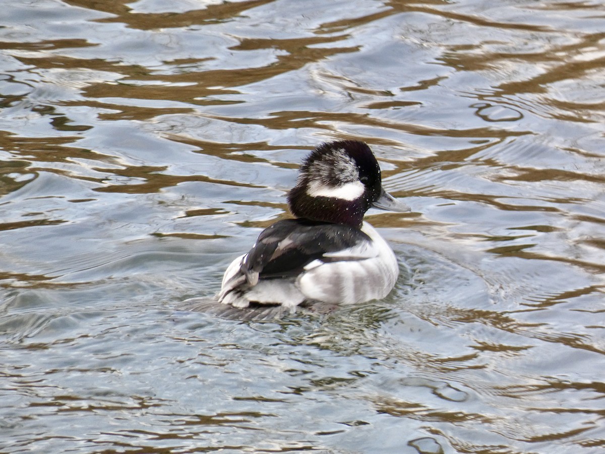 bøffeland - ML647268279