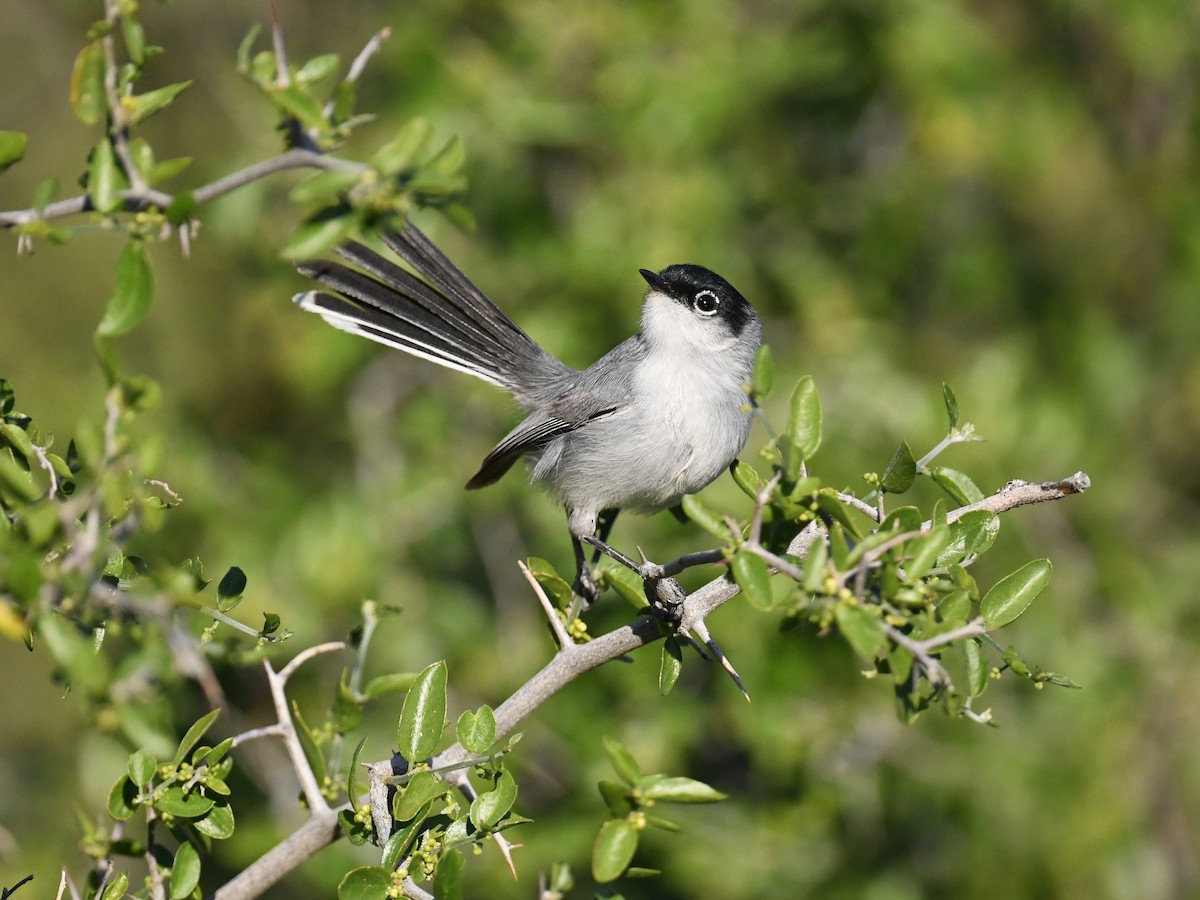 ørkenmyggsmett - ML647268280