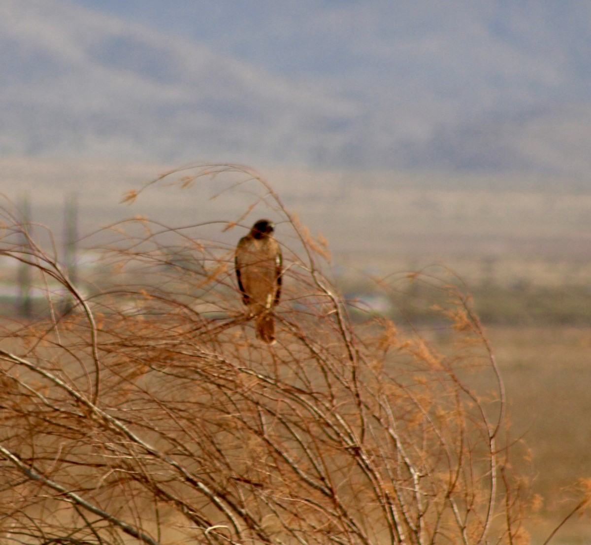 rødstjertvåk - ML647268281