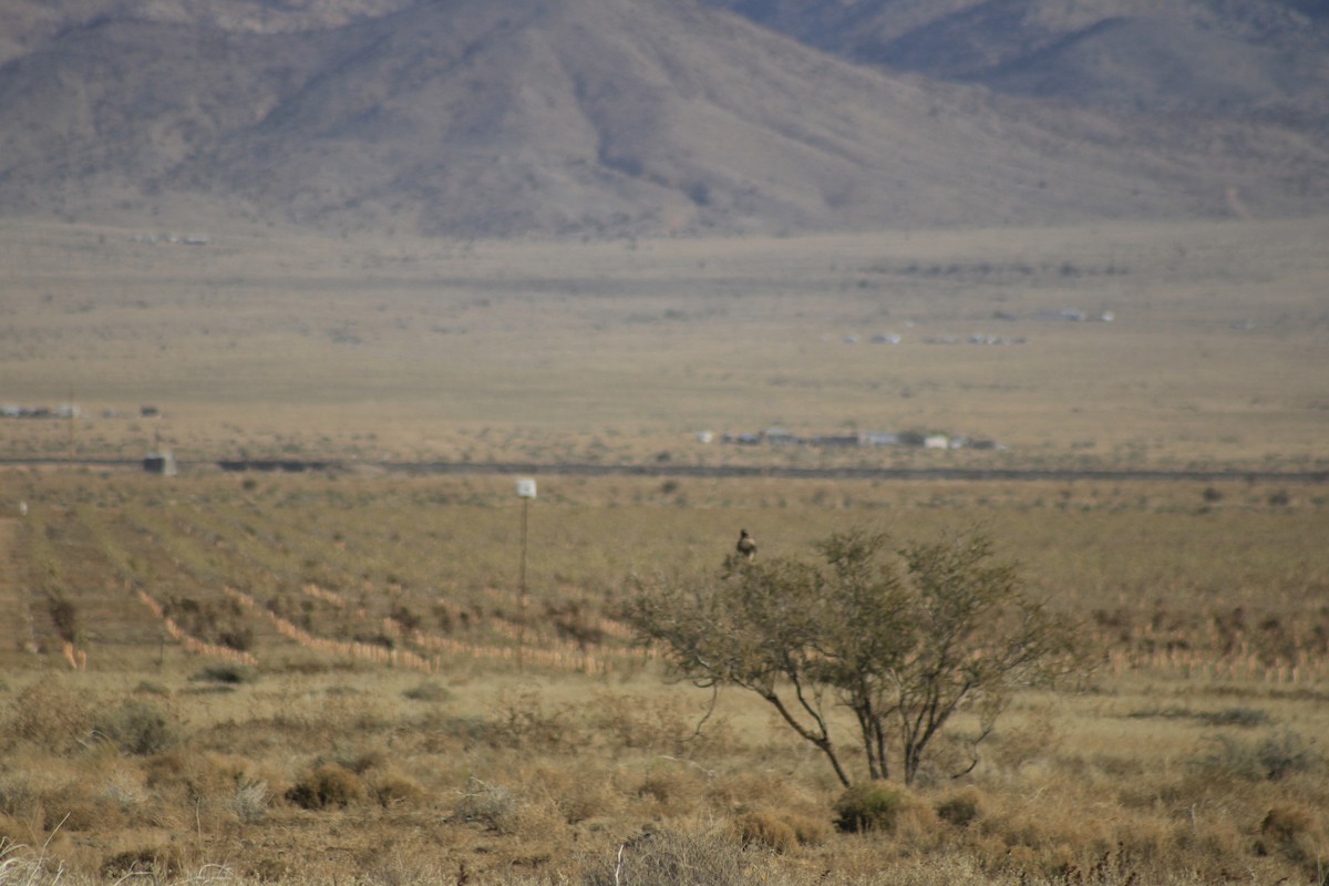 rødstjertvåk - ML647268283