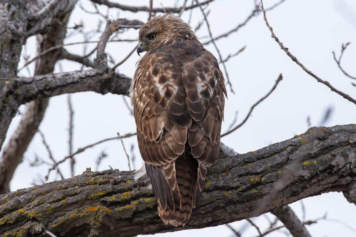 rødstjertvåk - ML647268286