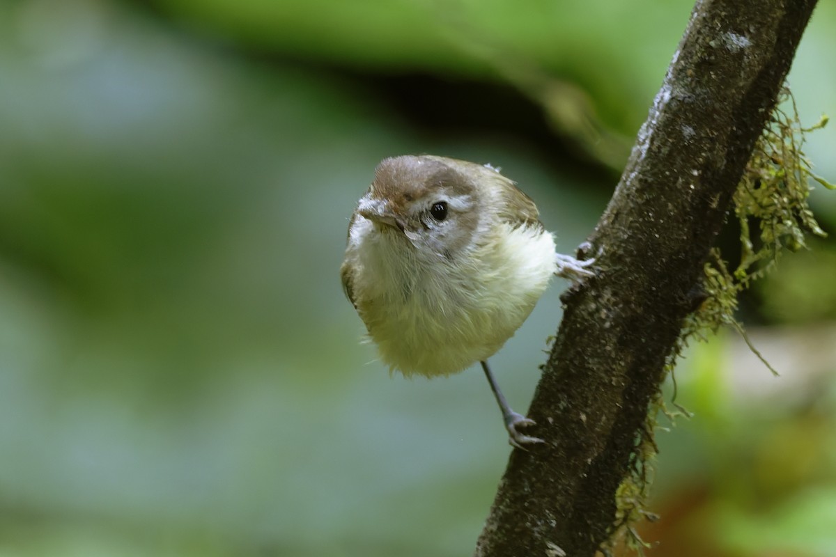 brunkronevireo - ML647268287