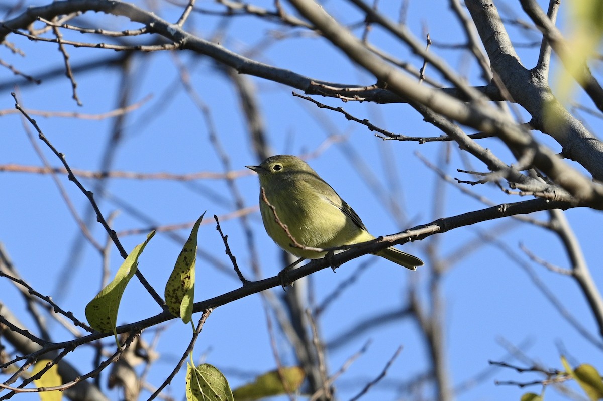 oransjekroneparula - ML647268288