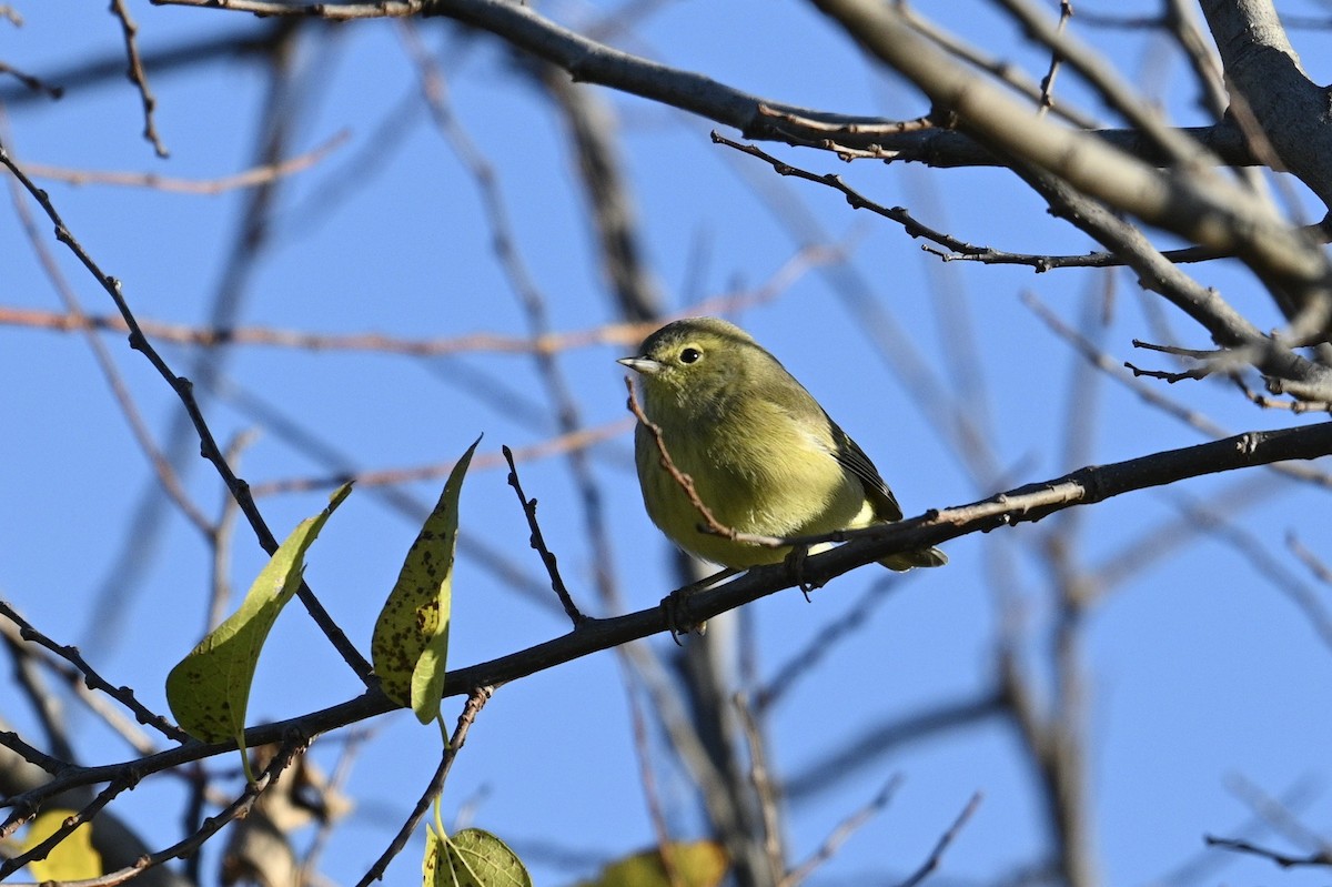 oransjekroneparula - ML647268289