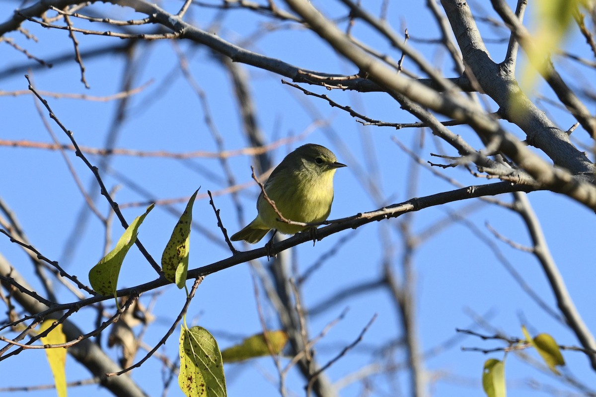 oransjekroneparula - ML647268290