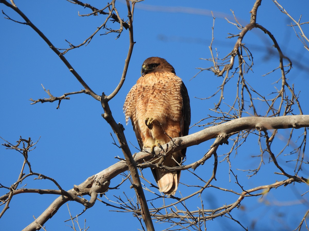 rødvingevåk - ML647268291