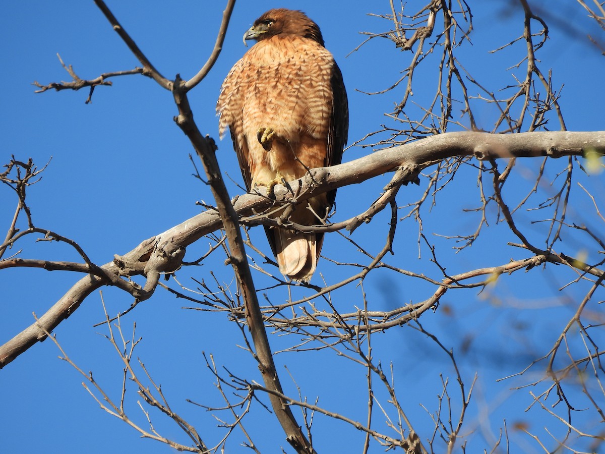 rødvingevåk - ML647268292