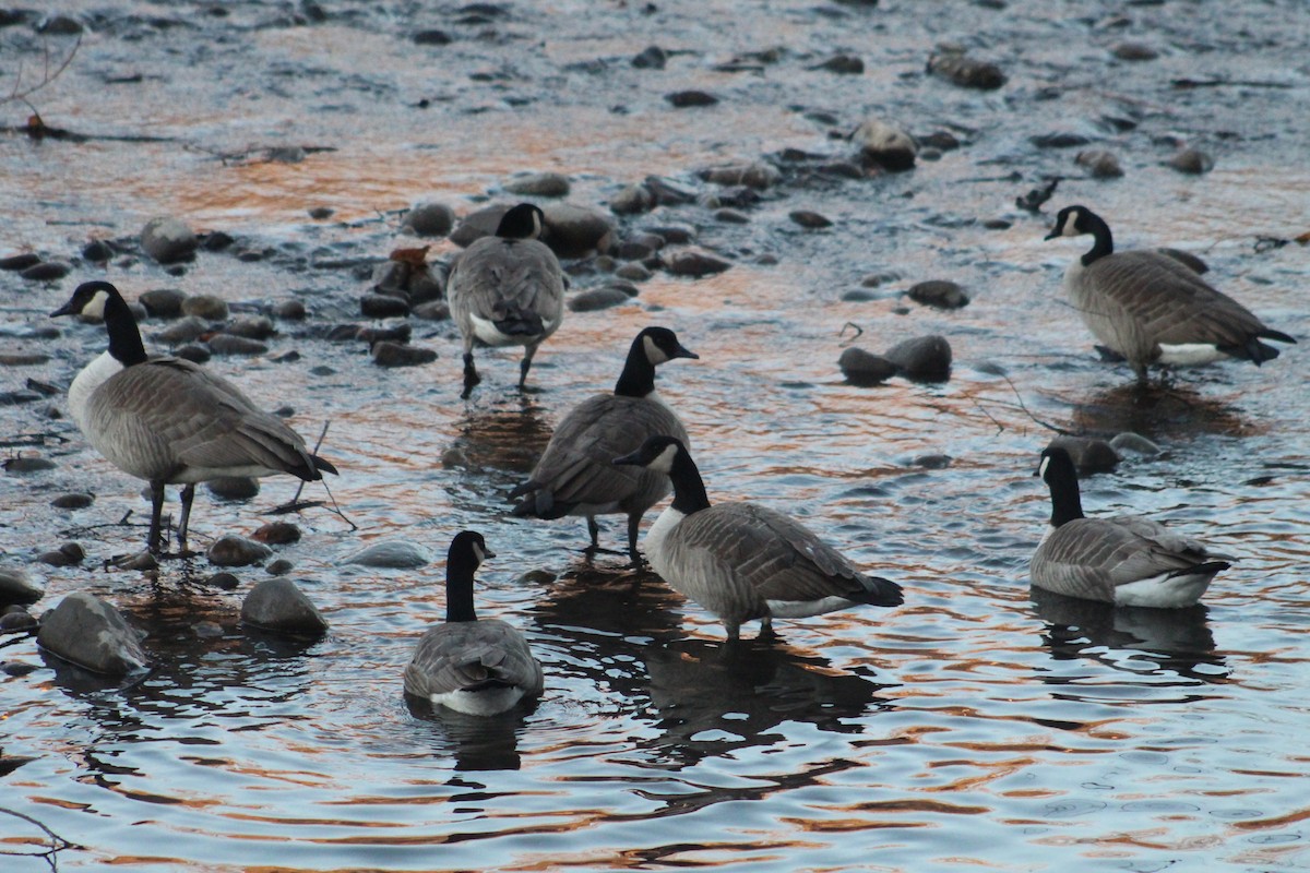 Canada Goose - ML647268294