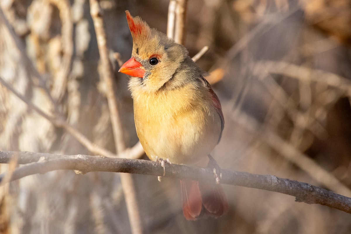 rødkardinal - ML647268298