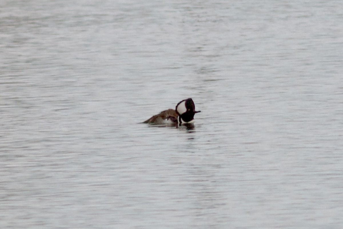 hjelmfiskand - ML647268299