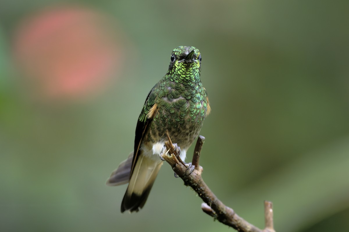 okerstjertkolibri - ML647268300