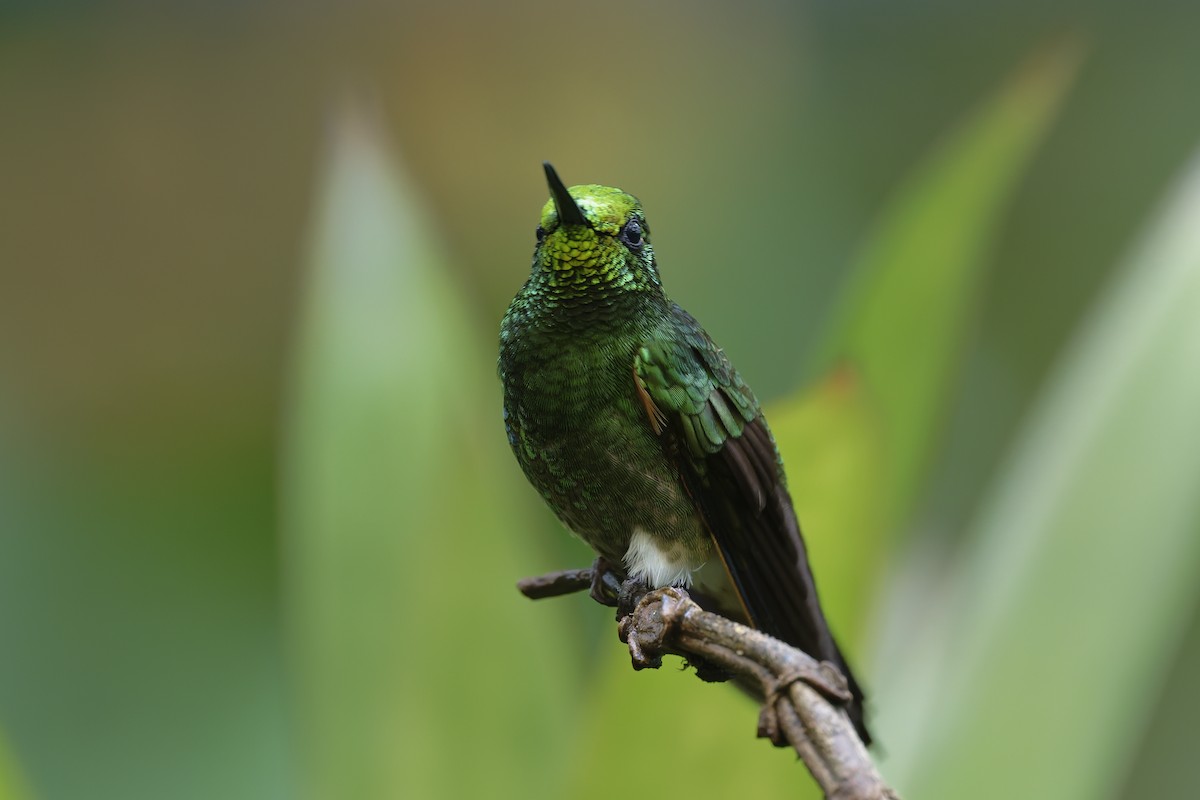 okerstjertkolibri - ML647268301