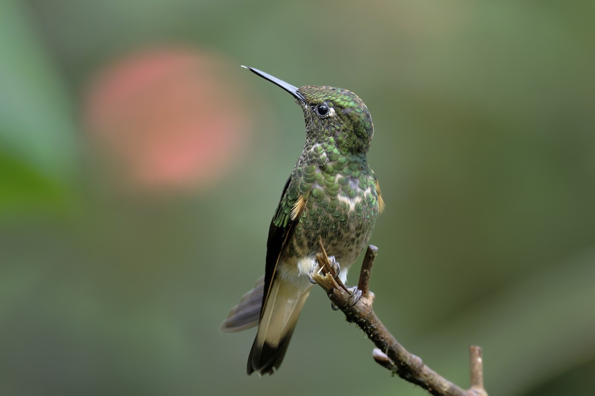 okerstjertkolibri - ML647268302