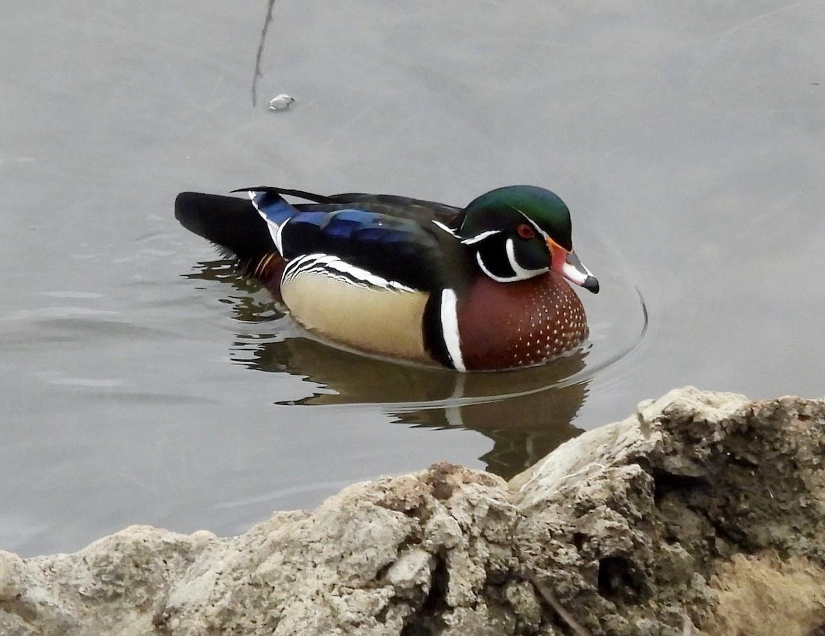 brudeand - ML647268304