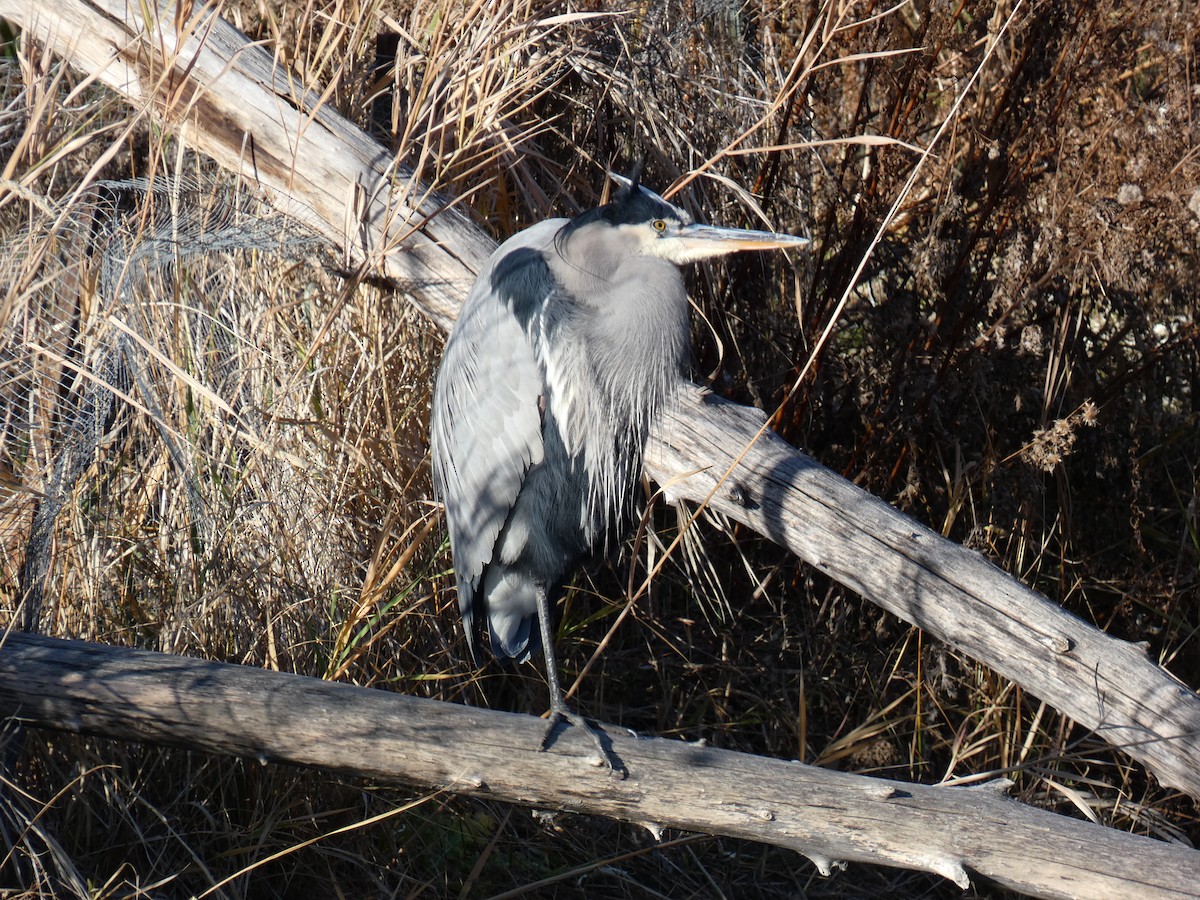 herodiashegre - ML647268307