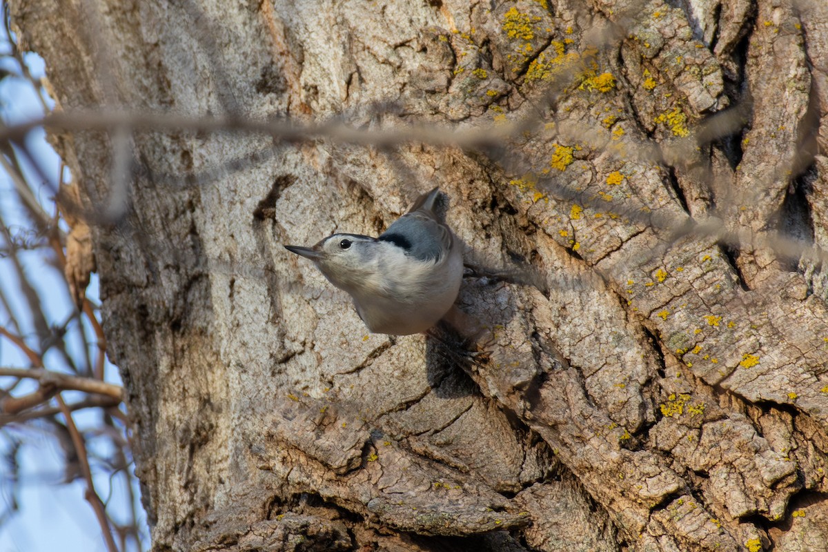 hvitbrystspettmeis - ML647268308