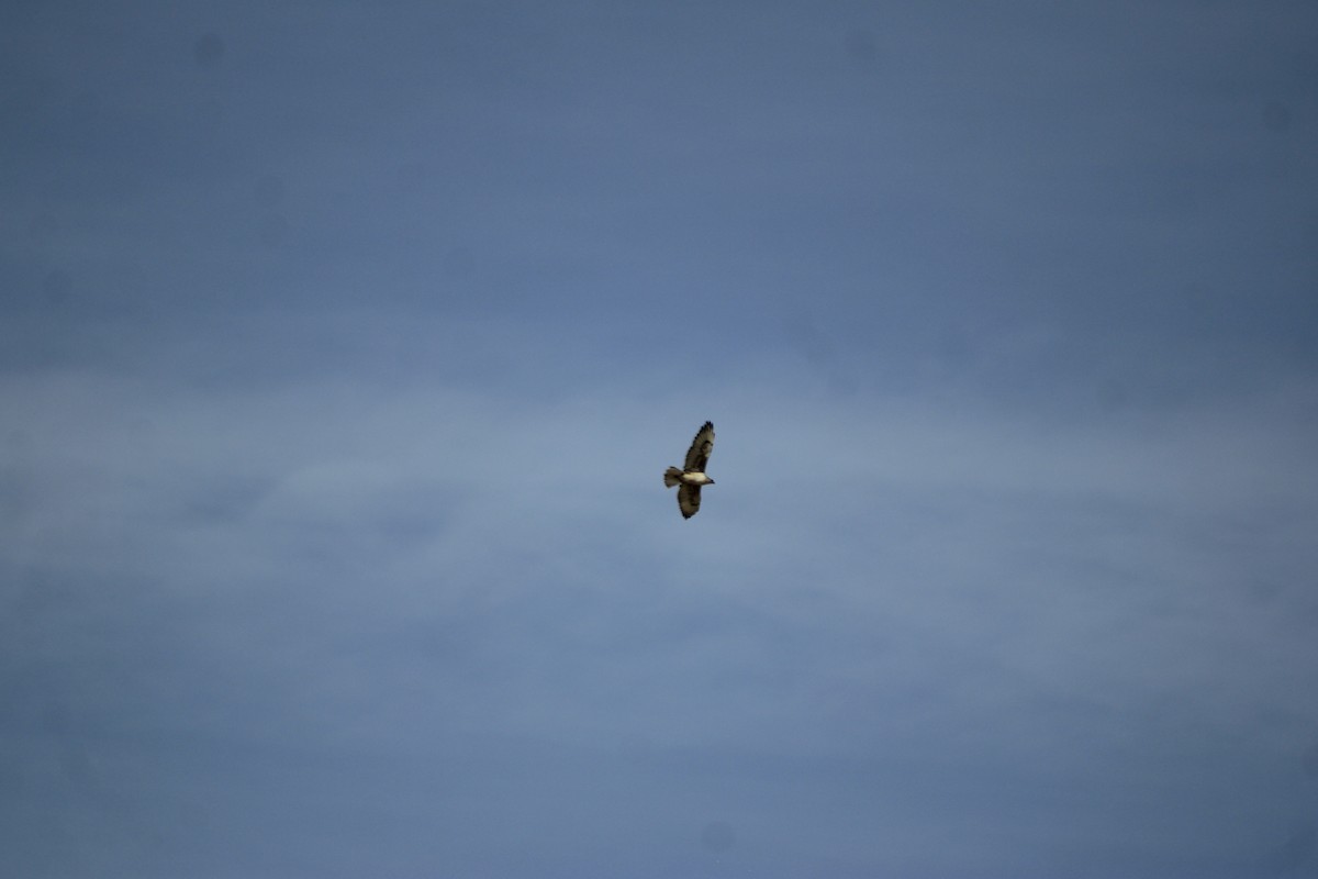 kongevåk - ML647268311